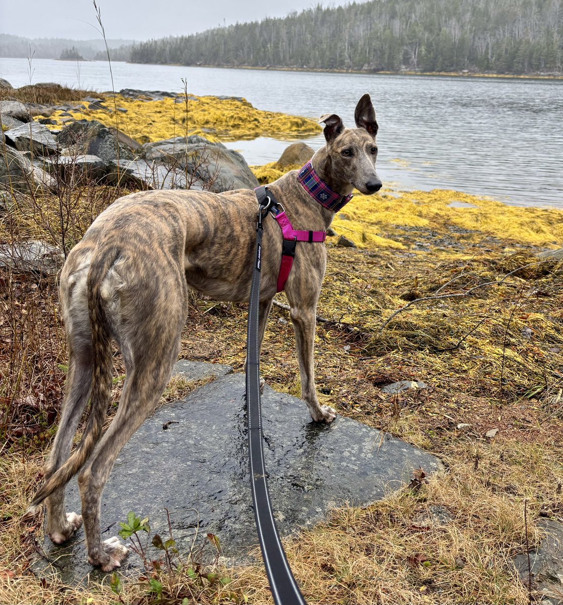 Congratulations to Sydney (Dance Syd) for finding her forever family💚
#adoptagreyhound