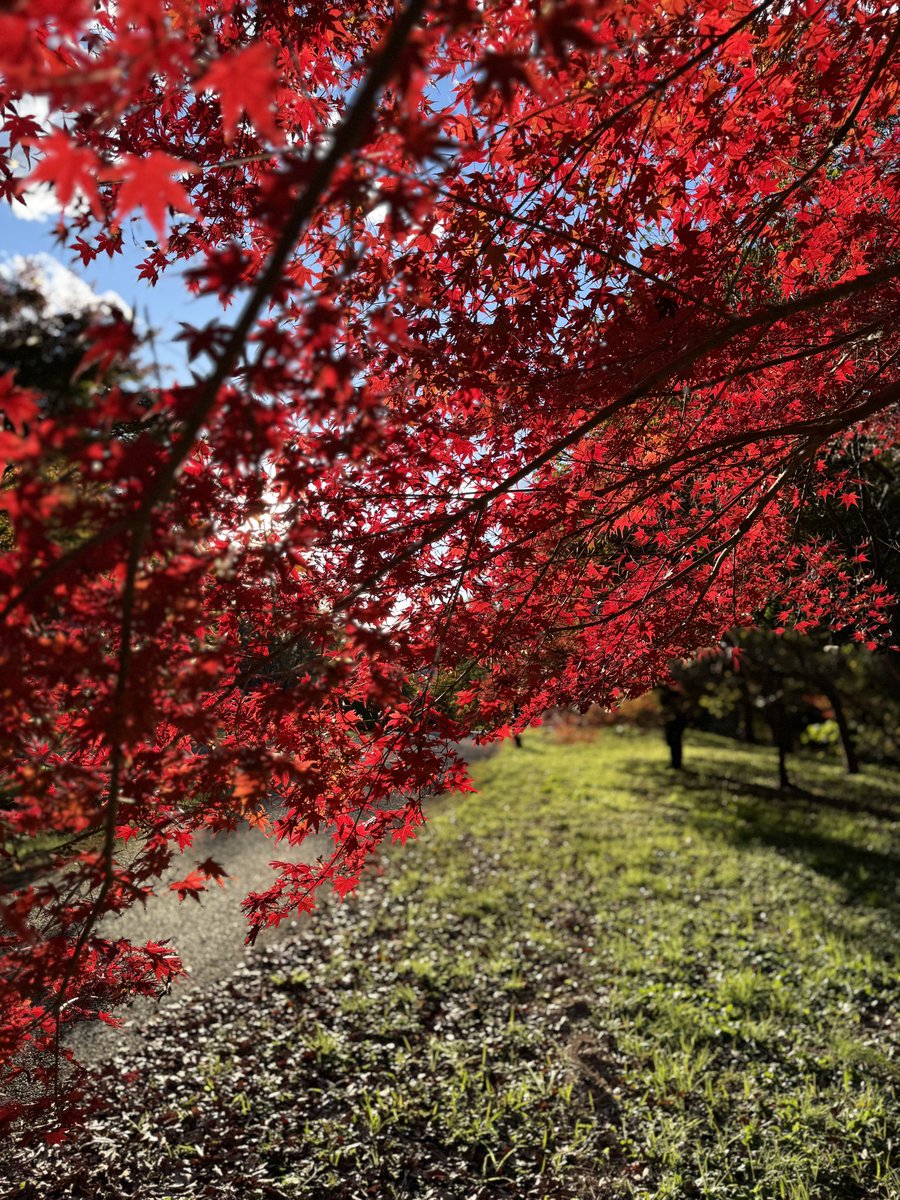 日差したっぷりの公園を散歩。
色づいた葉が陽光にキラキラしてました。
