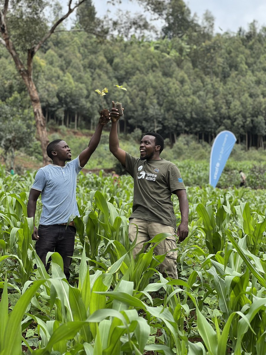 WGYB_NGO's tweet photo. We are happy to share the success of today’s Monthly Umuganda (Community Work) in Gisagara District, organized under the Green Rising Program with support from @unicefrw and @RwandaYouthArts. With around 1,000 youth, we planted 8,000 trees in Ruhuha Village, Kibirizi Cell, Kibirizi Sector.

Today’s #Umuganda highlighted the remarkable power of youth-led environmental action and reaffirmed our shared commitment to creating a #GreenTomorrow for Rwanda and beyond.  

A heartfelt thanks to our partners—@unicefrw, @RwandaYouthArts , the @RwandaForestry (RFA), the leadership of @GisagaraDistr and our Green Rising Ambassadors.  

#GreenRisingRwanda #Umuganda #GreenTomorrow #YouthAction @RwandaYouthArts @GenUnlimited_ @unicefrw @LindseyJulianna @KevinJWFrey