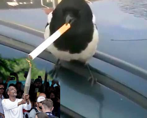 MuvieXt's tweet photo. @ImCryptoMessiah Buy the dip and come smoke with the bird #smokingbird
https://t.co/ETaoE9qP1B https://t.co/wDrQ4pVXvZ