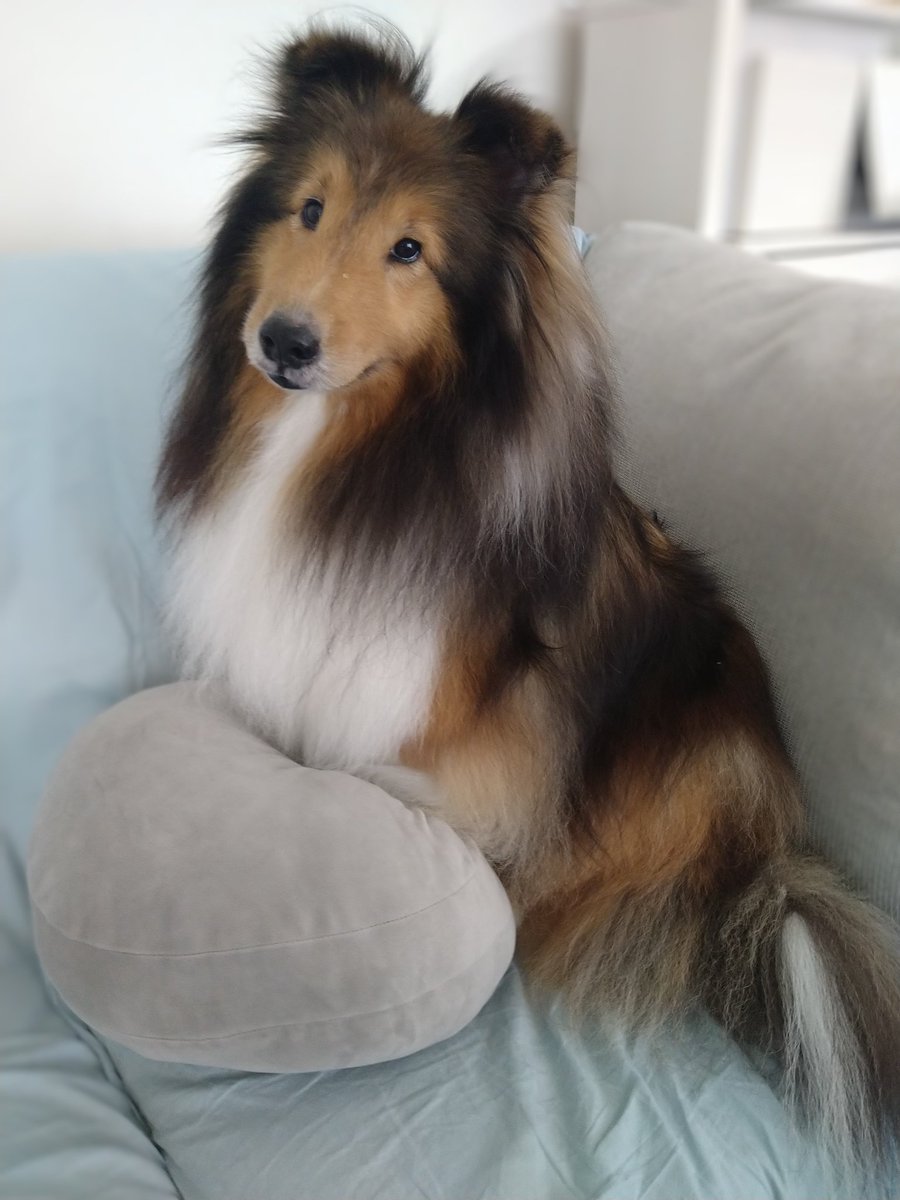 顔や雰囲気が似てるな〜と思っていたシェルティさんが、Pediで親戚として登場✨　#シェルティ #PEDI