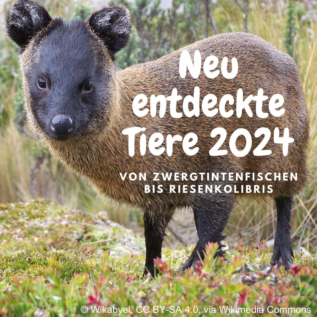 Jährlich sterben über 50.000 Arten aus, doch Forscher entdecken Tausende neue: 2024 u.a. einen Zwergtintenfisch 🦑, einen Mini-Hirsch 🦌 und einen Riesenkolibri 🐦.

Mehr dazu auf:
artensterben.de/neu-entdeckte-…

#NewTaxa2024 #NewTaxa #NewToScience #Neuentdeckung #NeuEntdeckt