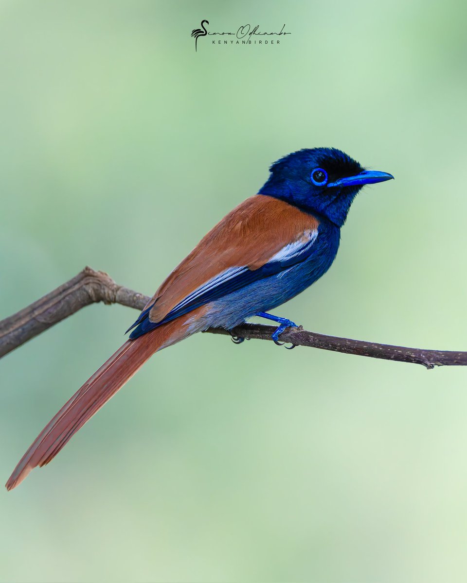 Kenyabirder's tweet photo. African Paradise Flycatcher https://t.co/InL4NfY8pZ