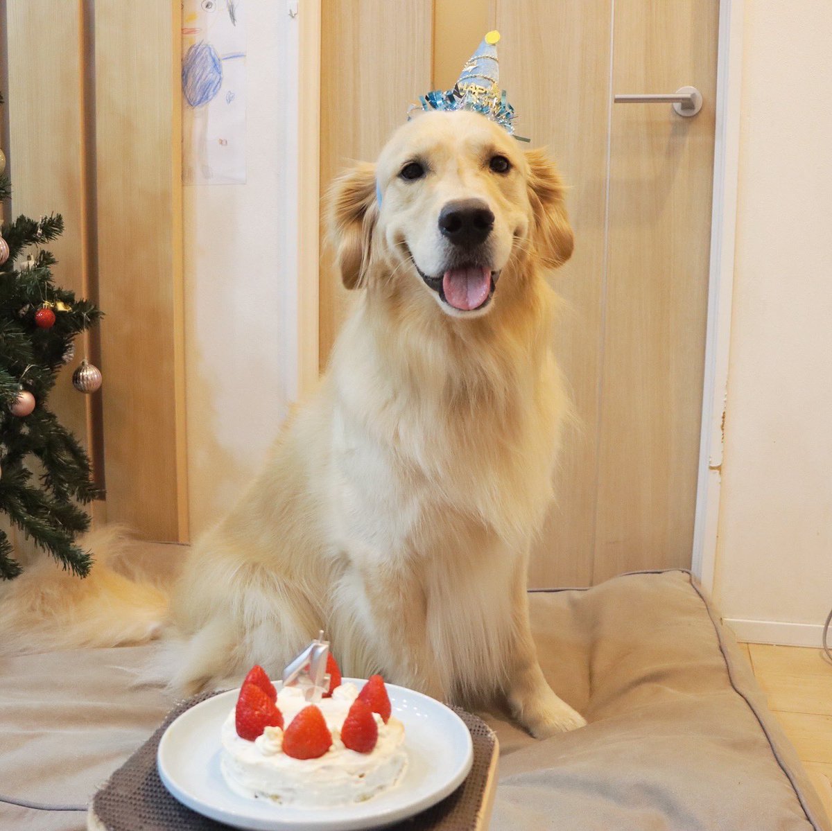 chickensMaaaay's tweet photo. ぼく、、今日誕生日なんだけど、、、、
ぼくって兄妹いるのかな？どこで生まれたのかな？
2020年の11/30生まれなんだけどな〜🎂
だれかー！ぼくの兄妹知りませんかー？🦭💛

#保護犬
#ゴールデンレトリバー https://t.co/6AlvltvKHx