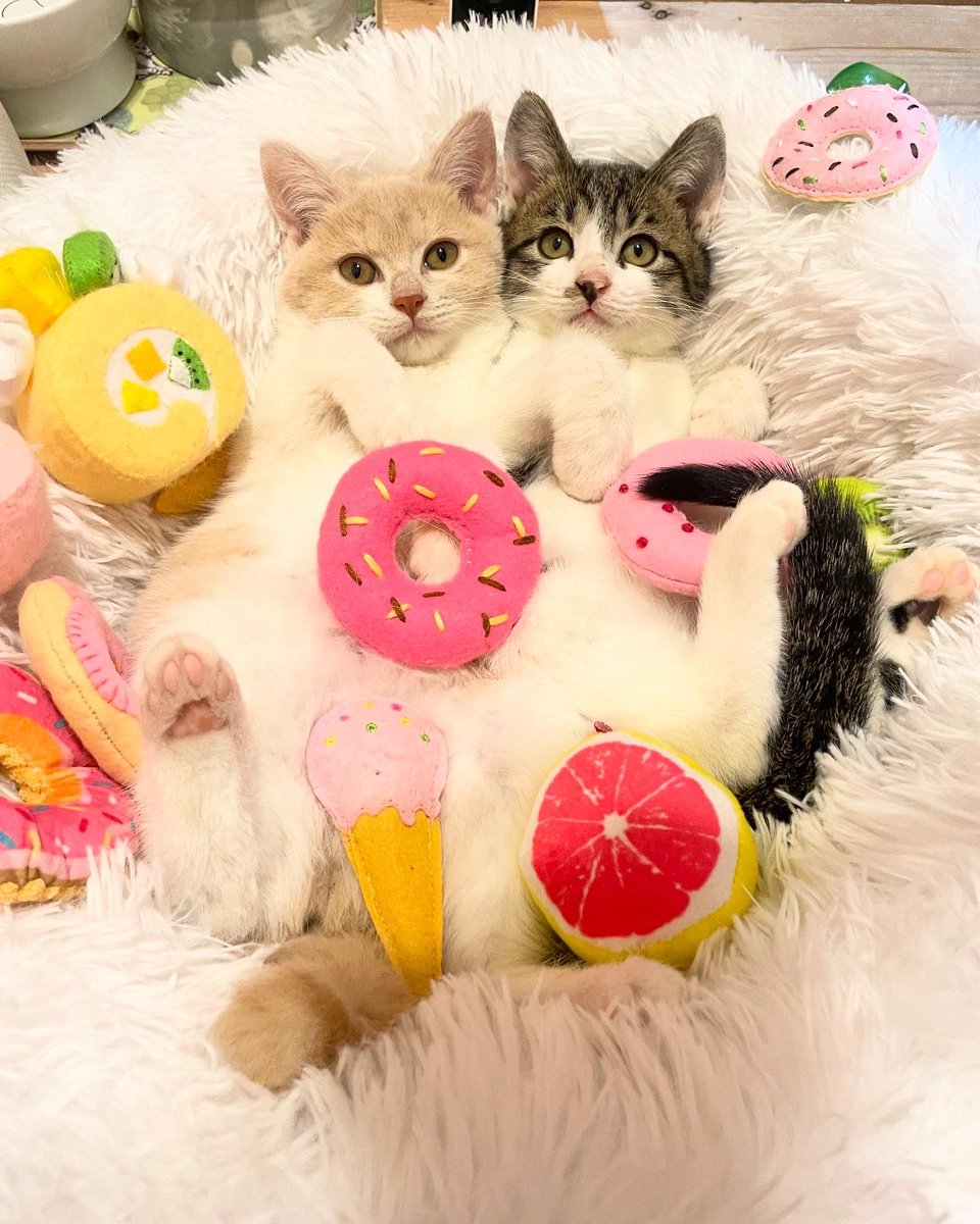 maihimemoco's tweet photo. 里親さん募集始めました🍩

詳しくはインスタへ❤︎ https://t.co/l8Wmcpp00u