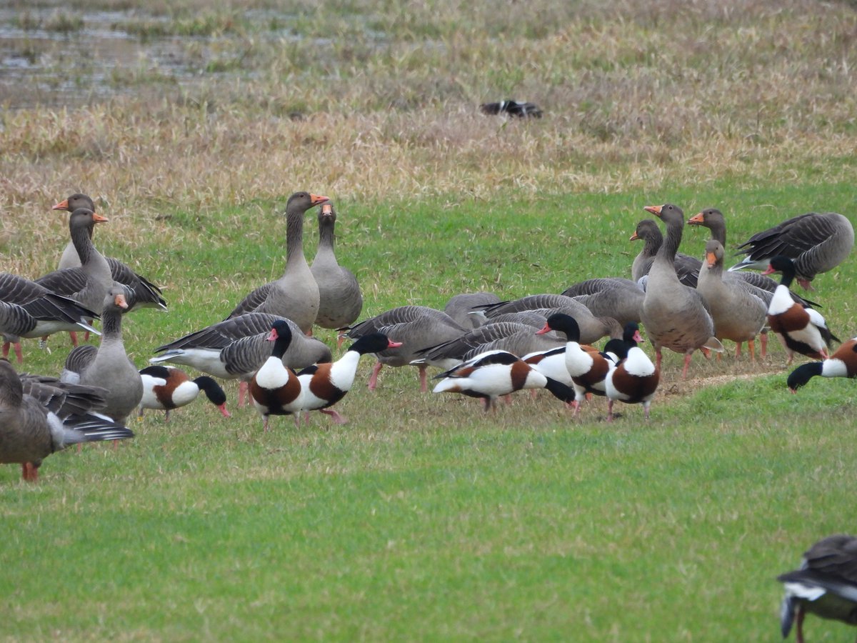 Duncan Bye tweet media