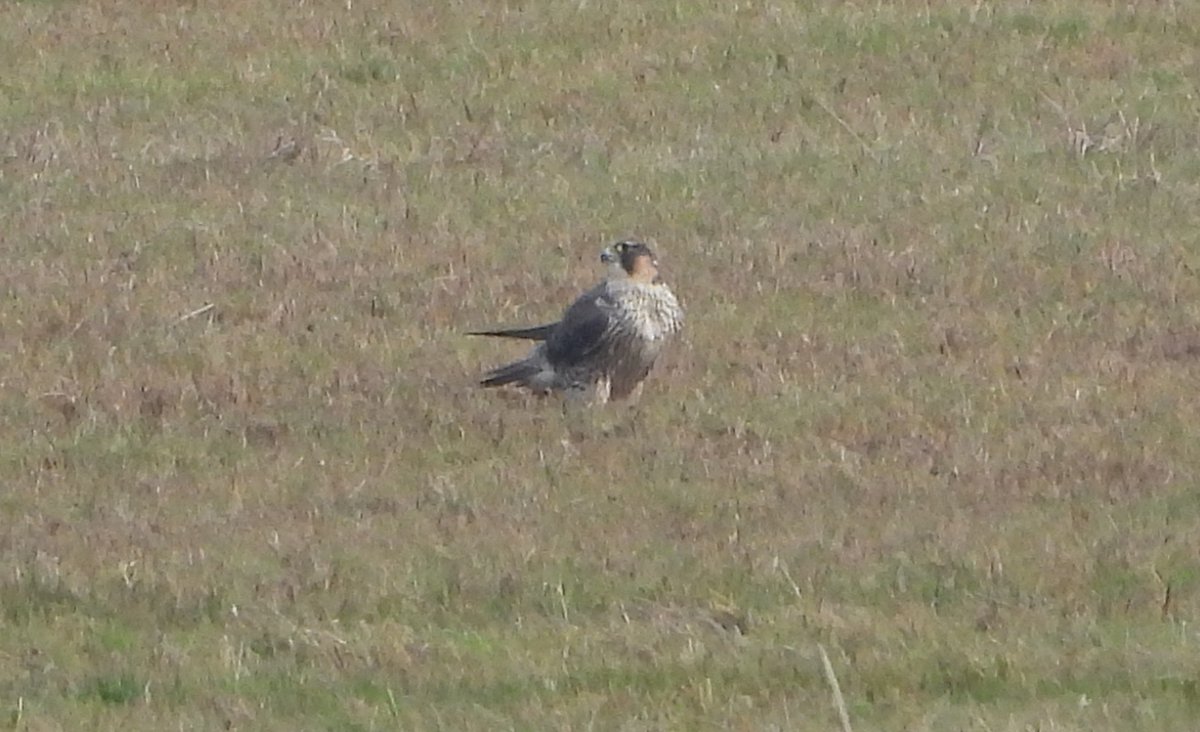 Duncan Bye tweet media