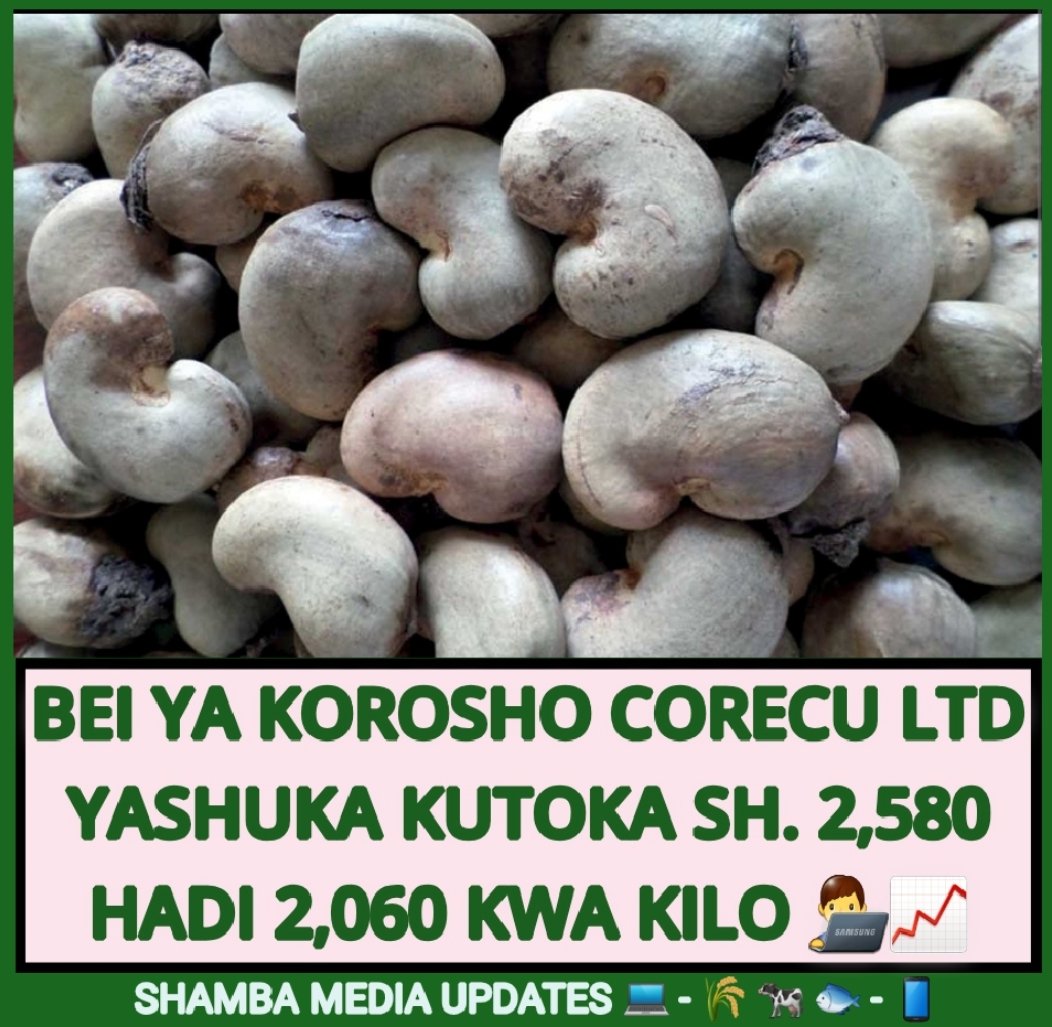 shambamedia's tweet photo. 👨‍💻📈 Bei ya mauzo ya Korosho katika mnada wa chama cha ushirika Corecu Limited wilayani Kibiti imeshuka kutoka shilingi 2,580 kwa kilo katika mnada wa Novemba 14, 2024 hadi shilingi 2,060 kwa kilo katika mnada wa Novemba 27, 2024 ambapo tani 179,527 zimeuzwa. #KOROSHO https://t.co/80LnhWoD1N