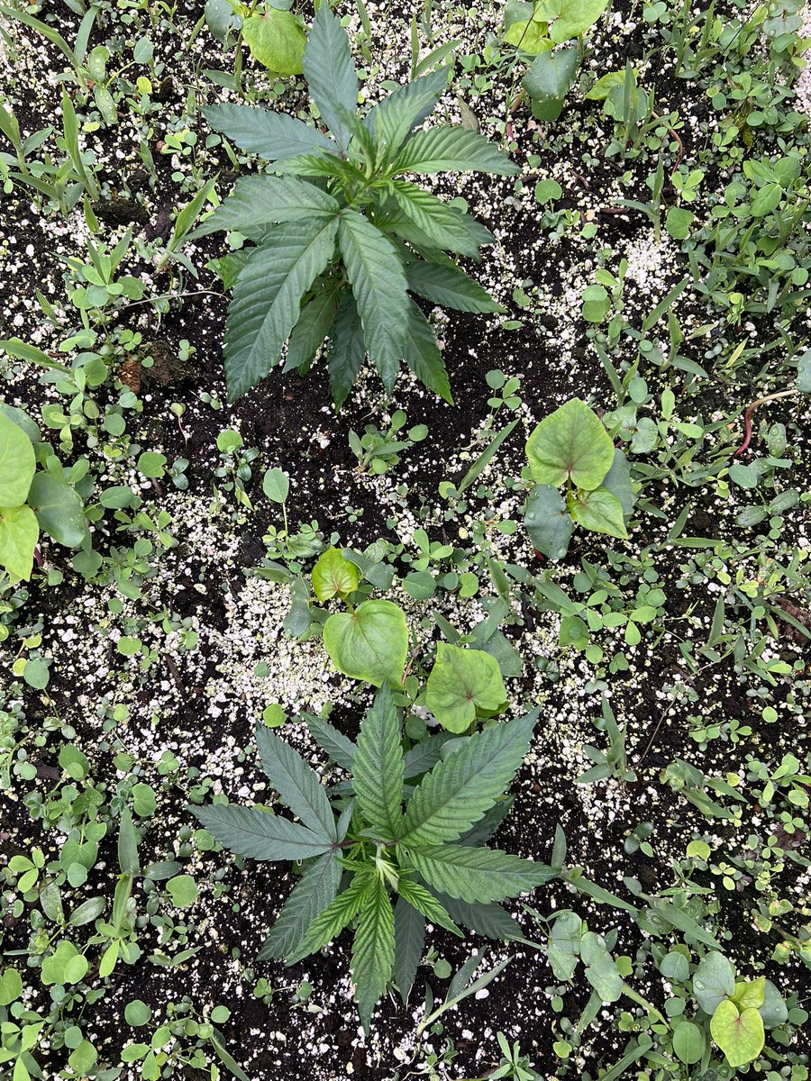 SIK3_one's tweet photo. 📕Testers 920 from @Umamiseedco thriving in the living soil
I get a heavy Z terp on the stem rub, very nice
#testers #thehunt #fromseed #wateronly #puremichigan #dontpanic #onemancrew https://t.co/eUBaAMrNHX