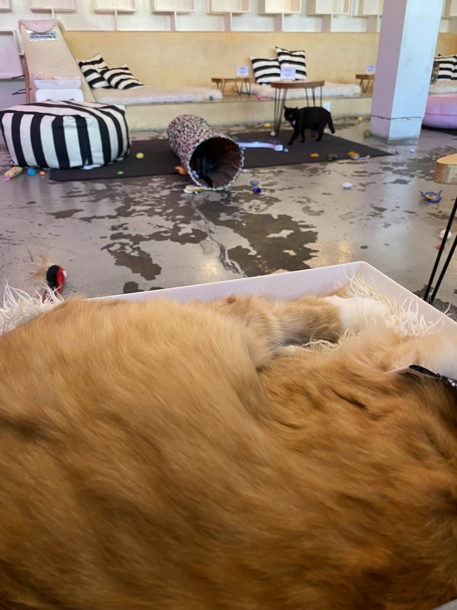 Show me your kitties 💕
Neko Cat Cafe is the cat’s meow. I’ve visited the Capitol Hill location but this is my first time visiting the cafe in Bellingham. Neko has a cozy atmosphere with plenty of lovable kitties to meet.
