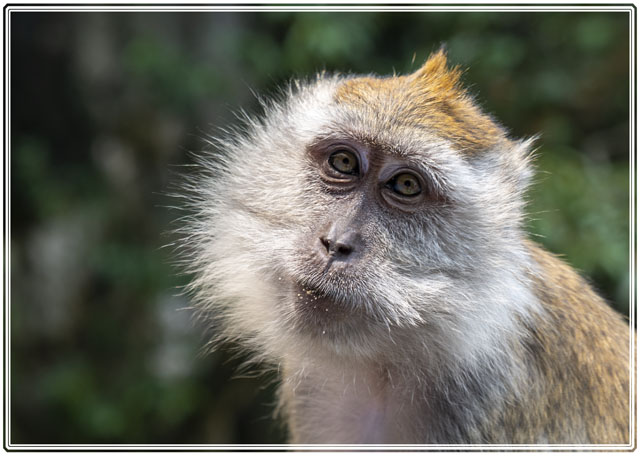 photos_dsmith's tweet photo. A #longtailed #macaque looking for the opportunity of a #meal in the #mahaguruomardin #temple from the #tourists who visit the #Batu Caves @ibatucaves in #Malaysia. #wildlife #wildlifephotography #closeup #monkey #nature #wildlifelovers. See more at https://t.co/VilcfnO0ps https://t.co/CGVv4Oj2ah
