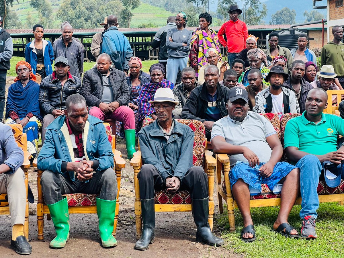 CBS__Rwanda's tweet photo. After Umuganda, partners of #connectproject @CBS__Rwanda @icbs_connect @EByumba and @TpoUg offered cows to survivors of the 1994 Genocide against the Tutsi in @RubavuDistrict. The event was attended by the vice Mayor in charge of social affairs Ishimwe Pacifique. https://t.co/b8FdTEhV0c