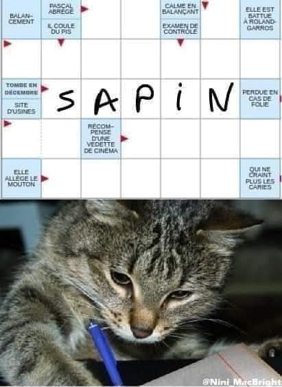 Qu'est-ce qui tombe en décembre?

#ChatmediDeRire #Humour #Chats #ComportementFélin