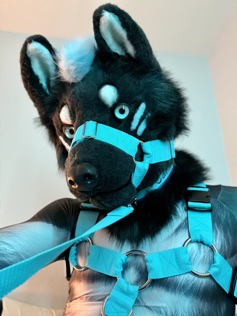 callenencal's tweet photo. Dog-brain winning out…just take his leash and give him treats and he may just be your dog forever. https://t.co/M7Zh73CgD9