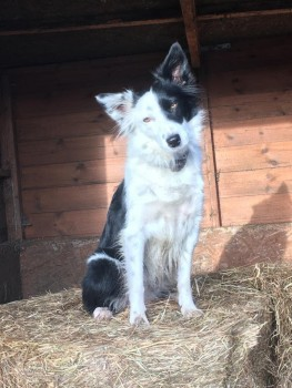 millypod1's tweet photo. DOTTY HOME SAFE. THANKS FOR RT's ๐๐๐พ
๐28 NOV 2024 #Lost DOTTY #ScanMe
OLDER Black & White Border Collie Female
From Owners stables. Surrounded by fields
#Wistow #Selby #NorthYorkshire #Yorkshire #YO8 https://t.co/kjytI9D0Pz https://t.co/hDzSdSa3Sr