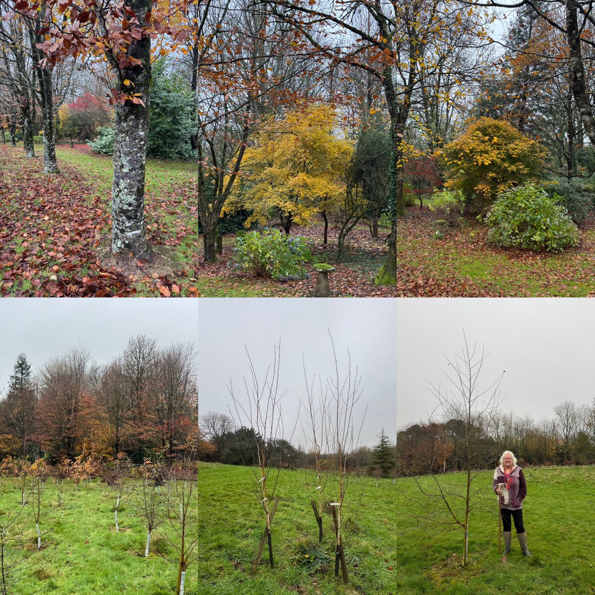 Our established trees and more recent plantings are thriving #NationalTreeWeek @WoodlandTrust