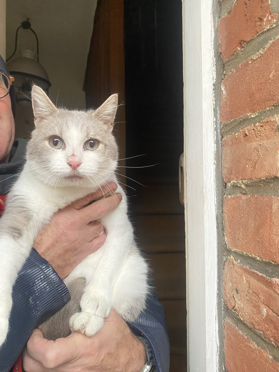 LisaDierick1's tweet photo. La propriétaire de ce minou est décédé.... Je compte sur vous pour Rt le plus possible pour l’aider à trouver sa nouvelle famille 🫶 le fils de sa propriétaire va devoir le mettre à la SPA si on trouve pas rapidement et ça serait vrmt triste. https://t.co/cwqLypLz7B