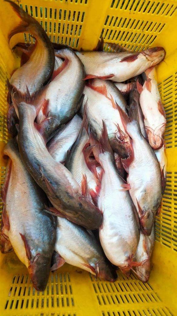 Selasa(8/10)Wasahla, S.Pi Luhkan Kab.Banyuasin, Pokdakan Tunas Muda Desa Sebokor Panen Ikan Patin Sebanyak 100 kg dg harga Rp. 15.500/kg dg luasan kolam tanah 10×40m2.
#GiatLuhkanBRPPUPPPalembang
#luhlapor
#panen
#banyuasin
<a href="/bppsdm_brppupp/">BRPPUPP Palembang</a>