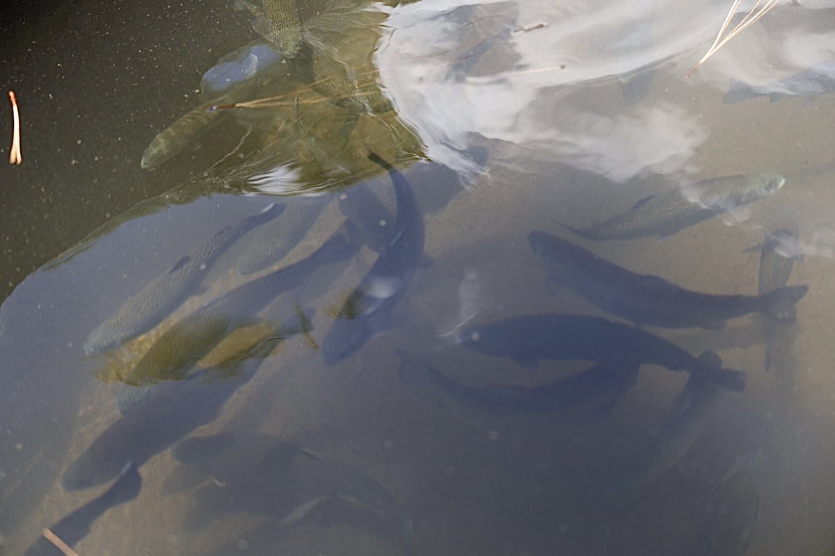 Sader Jalisco tweet media