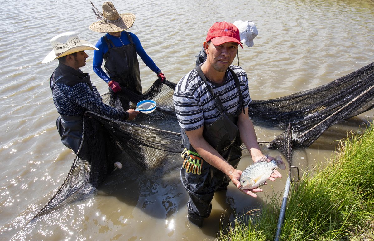Sader Jalisco tweet media