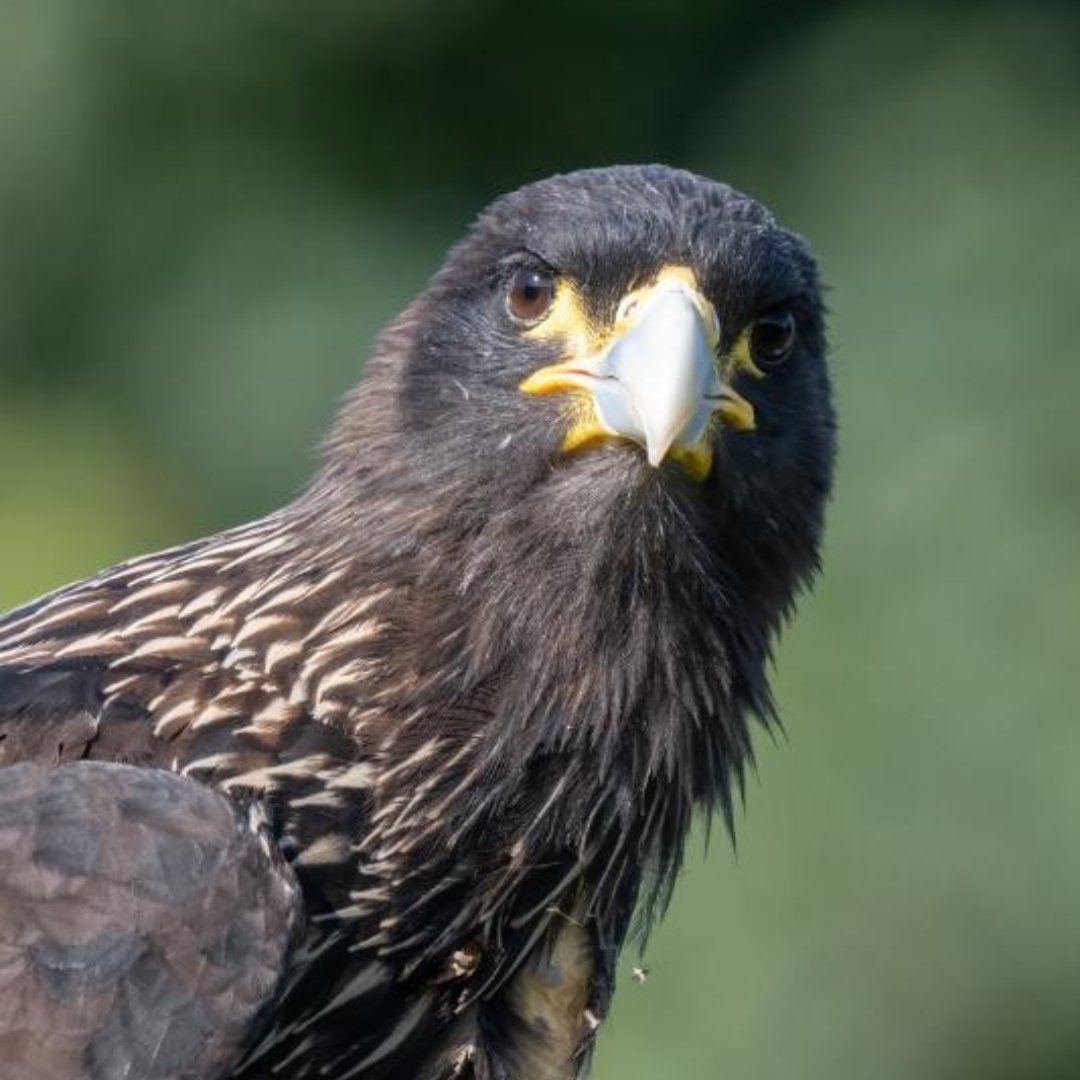 EagleHeightsUK's tweet photo. 🌳 Feeling cooped up? A visit to Eagle Heights is just what you need! Enjoy the uplifting power of nature and our amazing animals this weekend. 🌿✨ #EagleHeights #HealthAndNature https://t.co/eMiuV02tqy