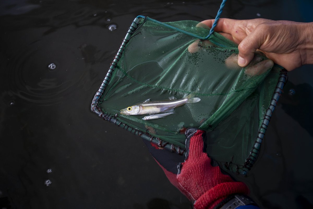 Sader Jalisco tweet media