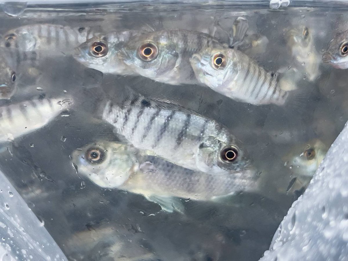 Sader Jalisco tweet media