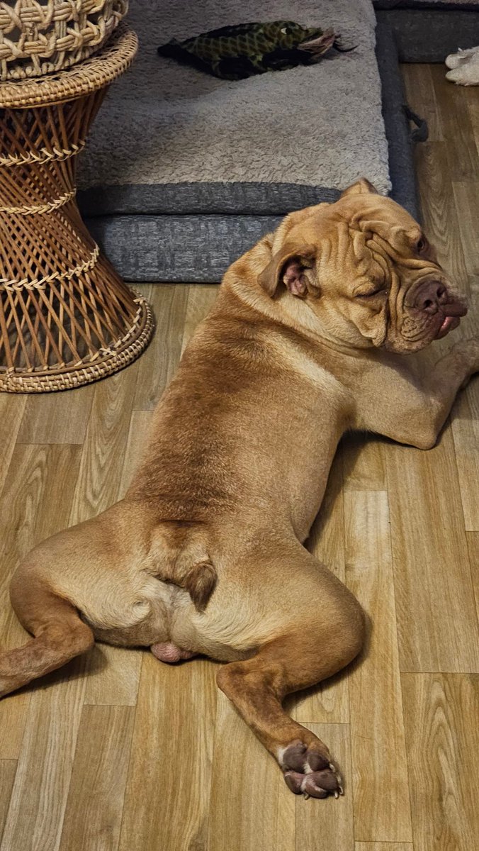 Had an unexpected house guest this week. Poor guy was abandoned; owners sold their home and left him in the house. We fostered him until our realtor friend's brother came to give him a forever home. Such a sweet boy ❤️