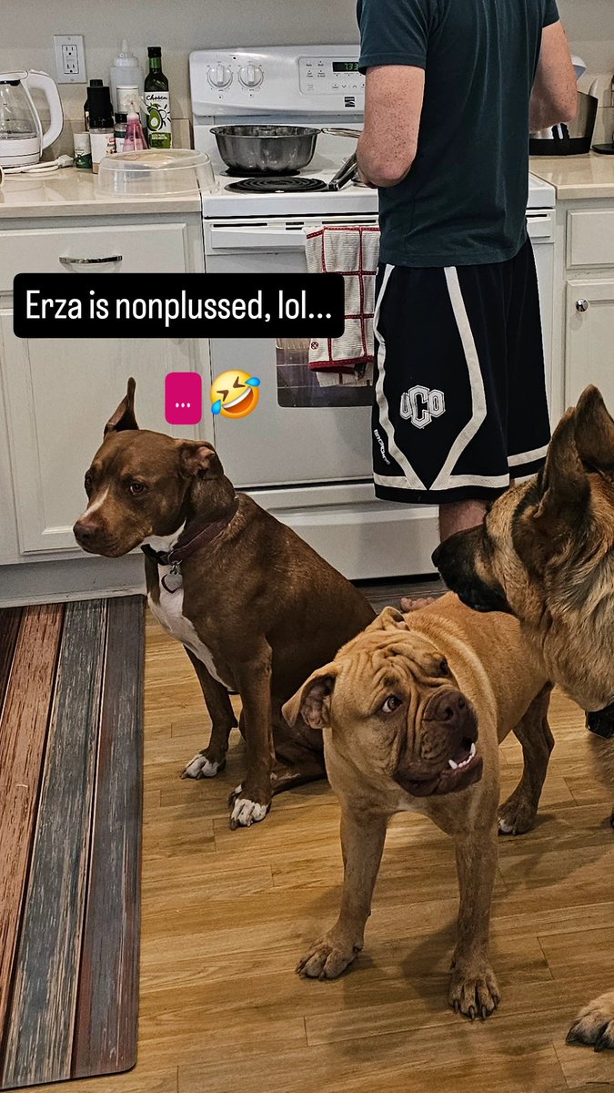 msande24's tweet photo. Had an unexpected house guest this week. Poor guy was abandoned; owners sold their home and left him in the house. We fostered him until our realtor friend's brother came to give him a forever home. Such a sweet boy ❤️ https://t.co/GE12EX5CeF