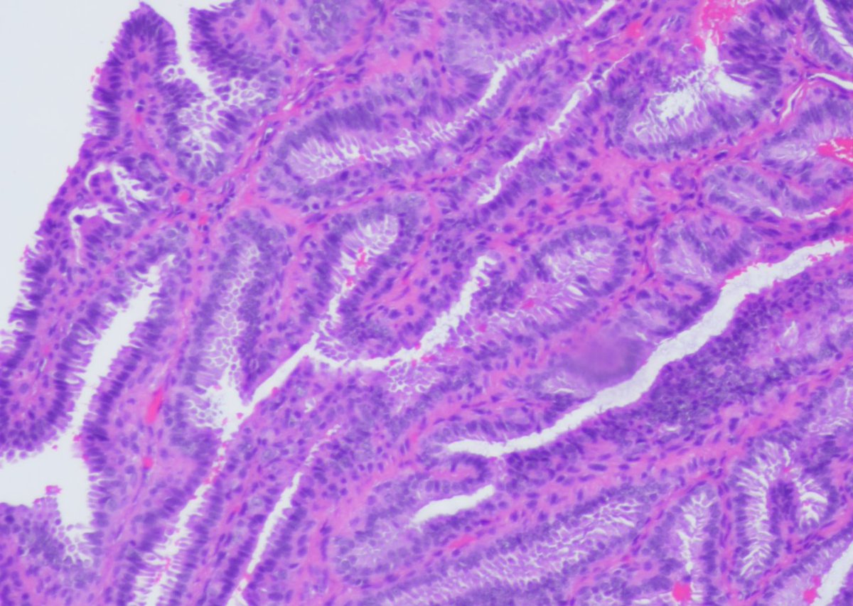 Pathology Society of Philadelphia tweet media