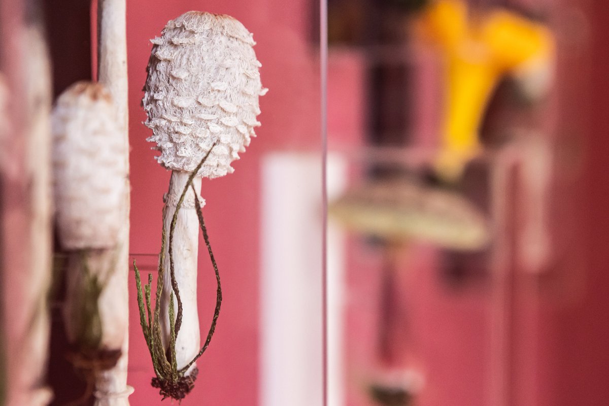 RBGE Creative Programmes (@rbgecreative) on Twitter photo The second room in Fungi Forms is Food and Drink. Edible fungi are celebrated by artists across the globe for their forms, flavours and scents.
In this room see botanical artwork, embroidered mushrooms, the wheel of fungi and a mushroom larder!🍄
<a href="/TheBotanics/">Royal Botanic Garden Edinburgh</a> The second room in Fungi Forms is Food and Drink. Edible fungi are celebrated by artists across the globe for their forms, flavours and scents.
In this room see botanical artwork, embroidered mushrooms, the wheel of fungi and a mushroom larder!🍄
<a href="/TheBotanics/">Royal Botanic Garden Edinburgh</a>