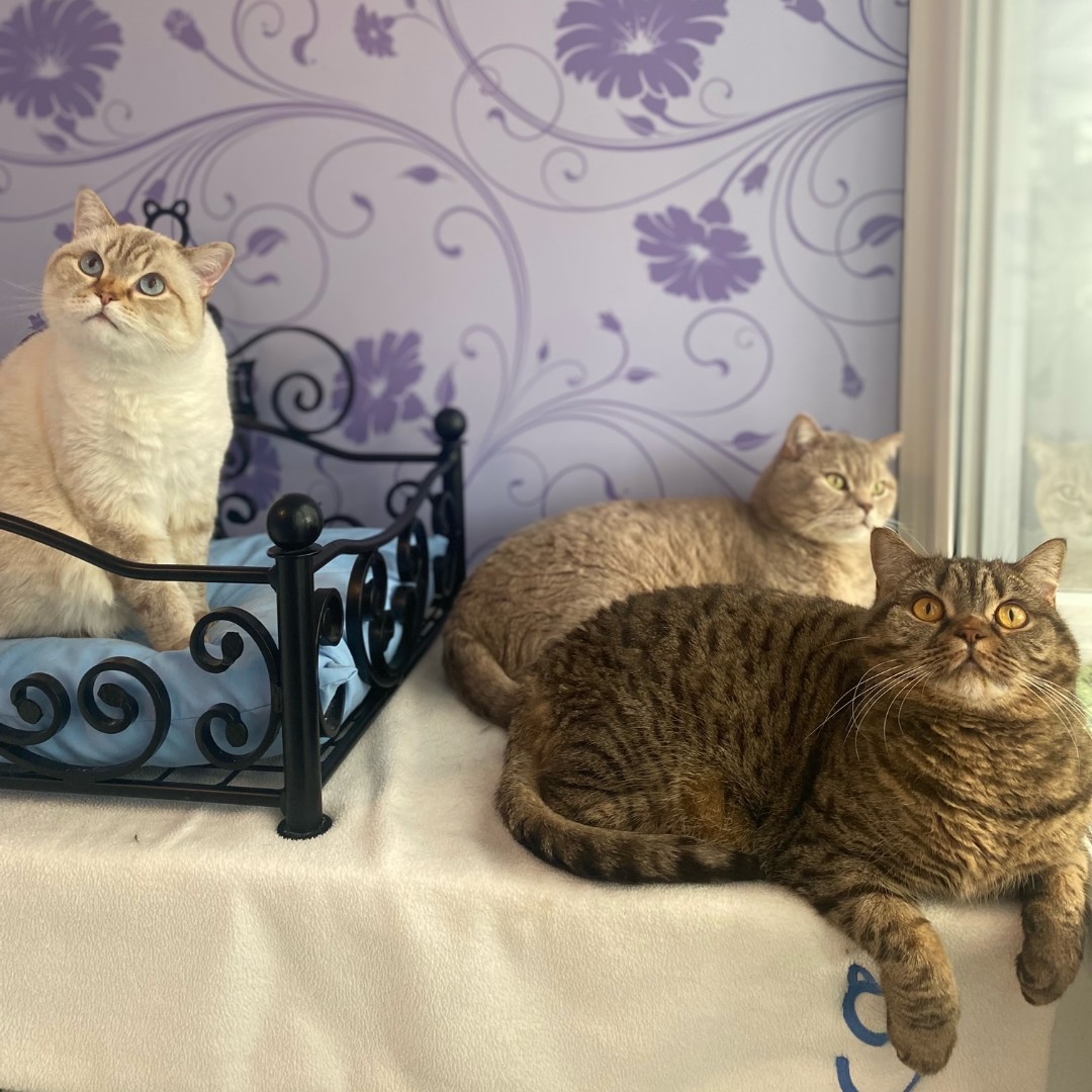 TheCatHotel's tweet photo. What a trio of cuties 💙🤍🤎 #threecats #caturday https://t.co/18rvv5NblH