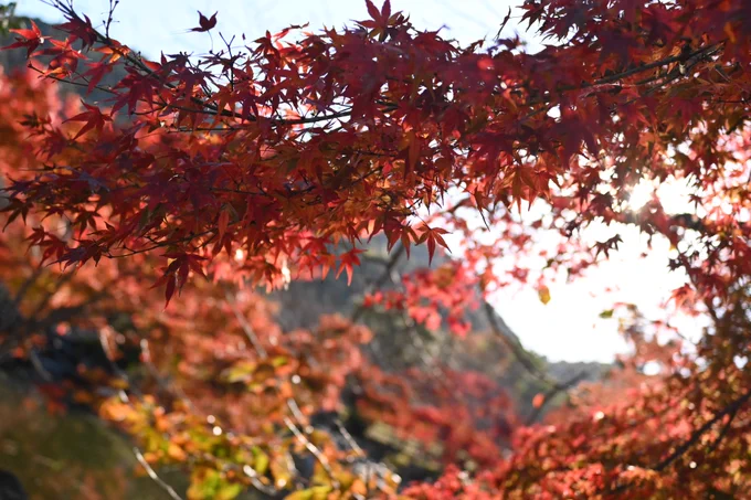 エンジュ写真撮影こんな感じでした～よく染まってたよ