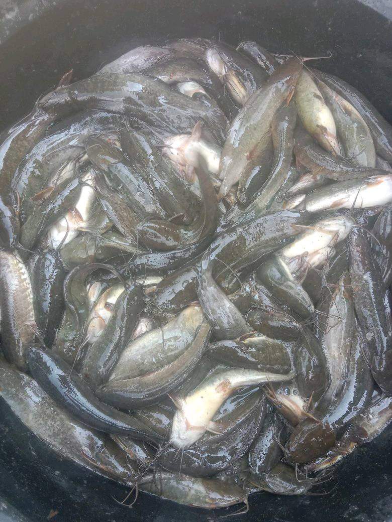 Rabu (23/10)Wasahla, S.Pi Luhkan Kab.Banyuasin, Pokdakan Sumber harapan Ds Sidomulyo Panen Ikan lele Sebanyak 100 kg dg harga Rp. 20.000/kg dg luasan kolam tanah 5×10m2.
#GiatLuhkanBRPPUPPPalembang
#luhlapor
#panen
#banyuasin
<a href="/bppsdm_brppupp/">BRPPUPP Palembang</a>