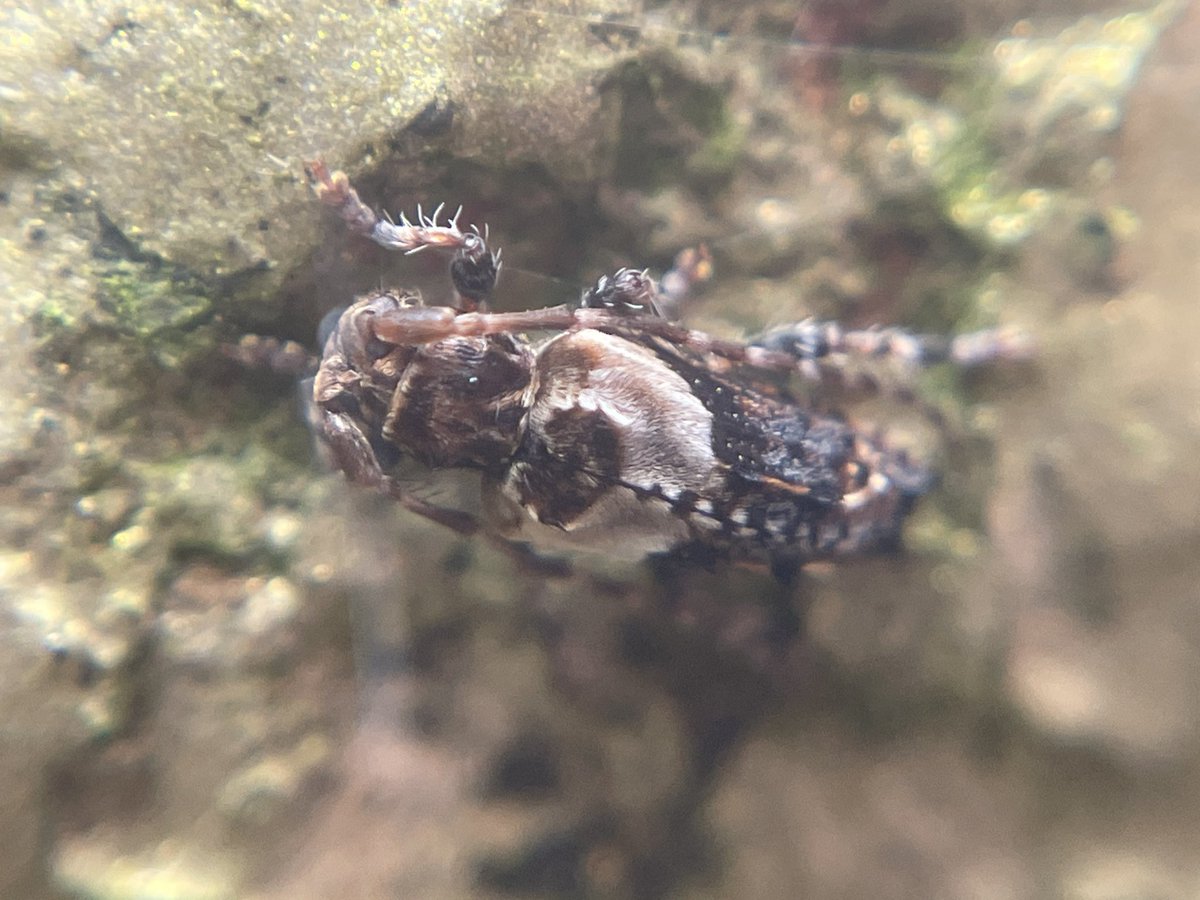 Tom Hibbert tweet media