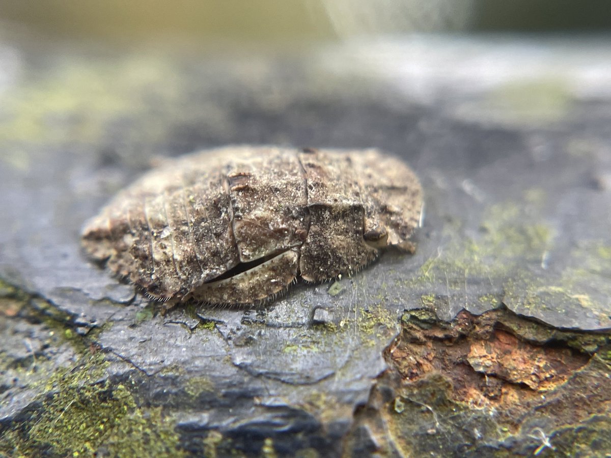 Tom Hibbert tweet media