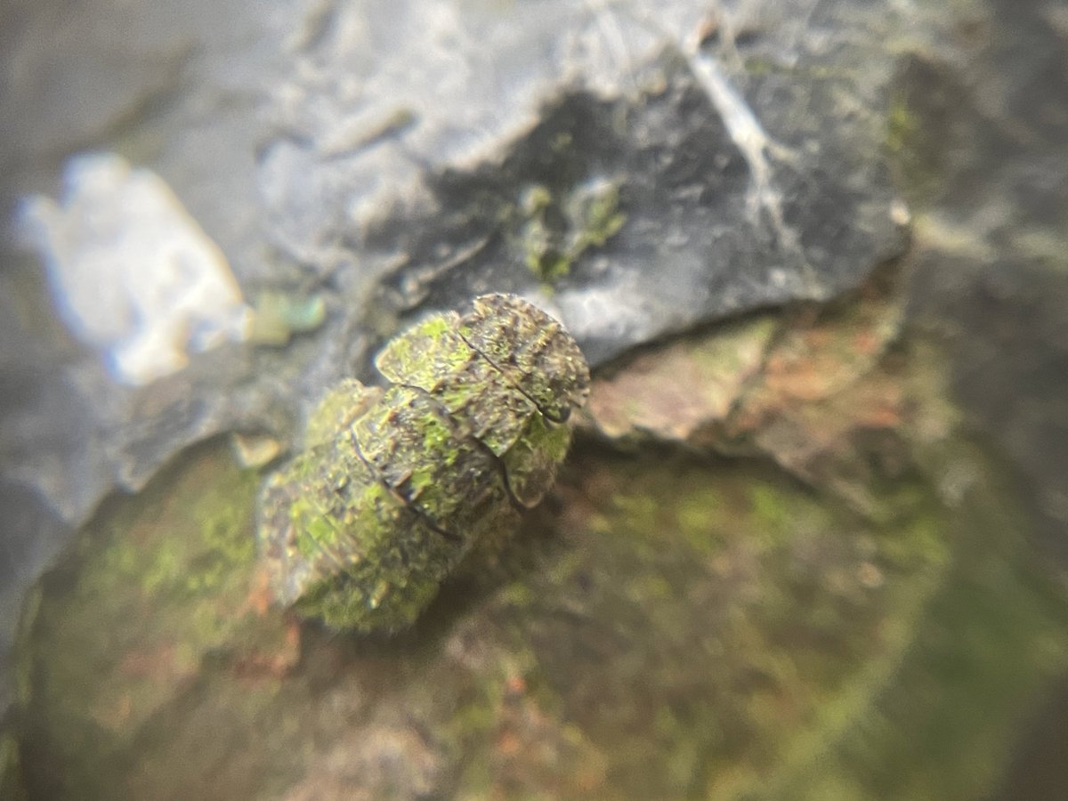 Tom Hibbert tweet media