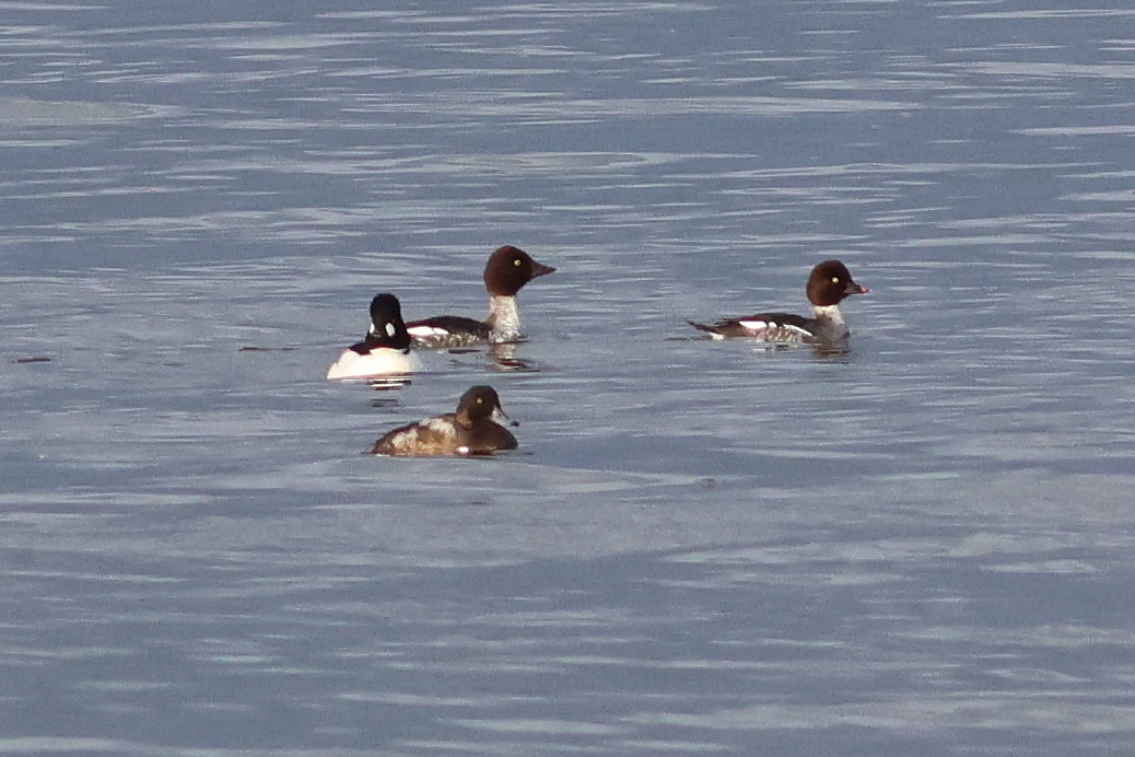 Ian Andrews (@ijandrews1) on Twitter photo 30 Nov. Musselburgh. Water Rail on the old scrapes (rarer than White-r Sandpiper on the patch!), imm male Scaup offshore, 15+ Twite <a href="/birdinglothian/">Birding Lothian</a> 30 Nov. Musselburgh. Water Rail on the old scrapes (rarer than White-r Sandpiper on the patch!), imm male Scaup offshore, 15+ Twite <a href="/birdinglothian/">Birding Lothian</a>