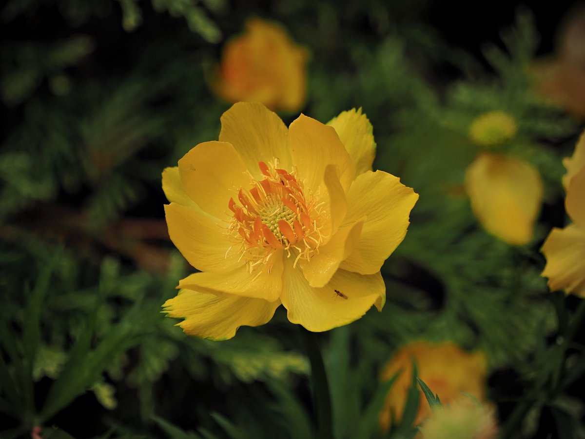 PEKHTography's tweet image. The Globeflower (Trollius) is known for its brilliant yellow blooms in late spring to early summer #Globeflower #yellow #flowe #bloom #spring #garden