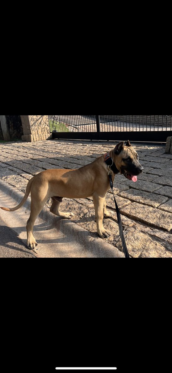 RorzCrypto's tweet photo. Bear is 6 months today
his name is more ironic by the day
#Bandog
#Bandogge https://t.co/yMZ33ULeFO