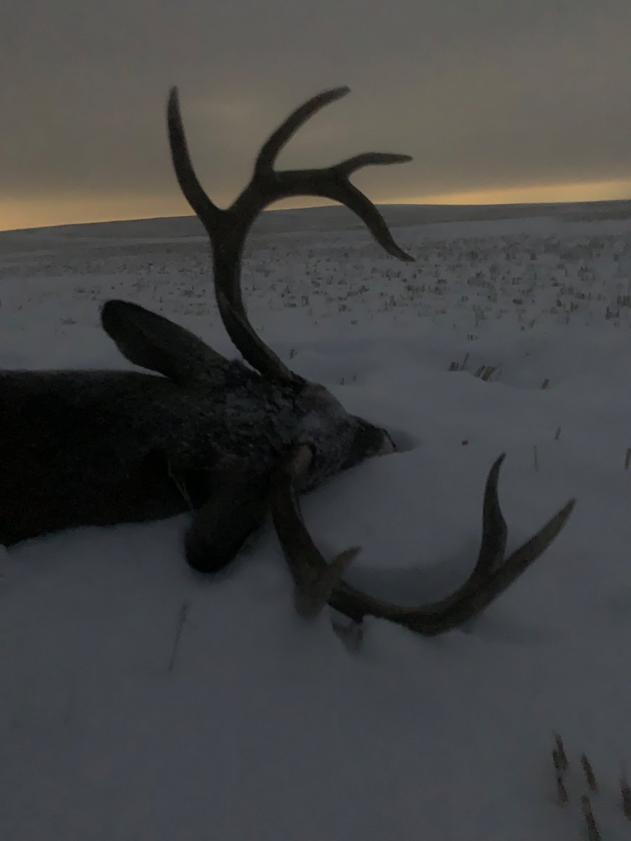 m70outdoors's tweet photo. 2024 Southern Alberta Whitetail @VortexOptics @AlbertaFishGame @winchester @ABOutdoorsmag https://t.co/6fVJBAHVWi