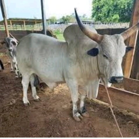 imrana_usman01's tweet image. TAX REFORM BILL.

North shouldn&apos;t be panicking.

Stop selling cattle, chicken or goats to any southern state for meat production. Butcher them from your states and charge VAT as well.

Only Lagos consumes 3000 cows daily which 100% of these cows comes from the north.

Read more👇