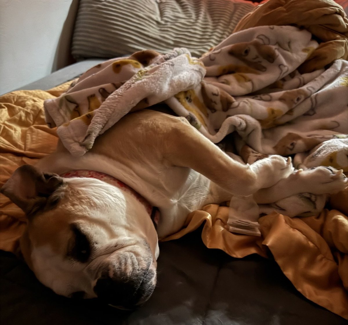 MysticPaPatriot's tweet image. I’ll take that as a no mom…I’m not ready to get up yet!!!!! Spoiled!!! #bulldogproblems #bedhog