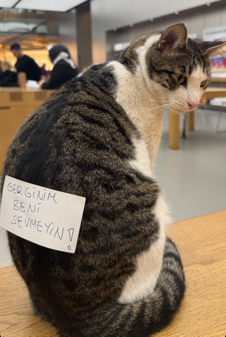 pislik_mimar's tweet photo. .proje teslim haftası ben; https://t.co/7ac28UBDVh