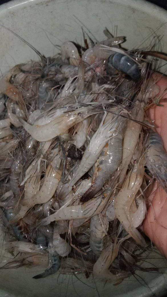 Jumat (29/11)Luhkan Kab.Banyuasin Wasahla, S.Pi. Kub Tunas Baru Ds P.Palas hasil tangkap sungai udang sungai bpk Burlian sebanyak 20 kg dg harga Rp.40.000/kg.
#GiatLuhkanBRPPUPPPalembang
#luhlapor 
#tangkap
#Banyuasin
<a href="/bppsdm_brppupp/">BRPPUPP Palembang</a>