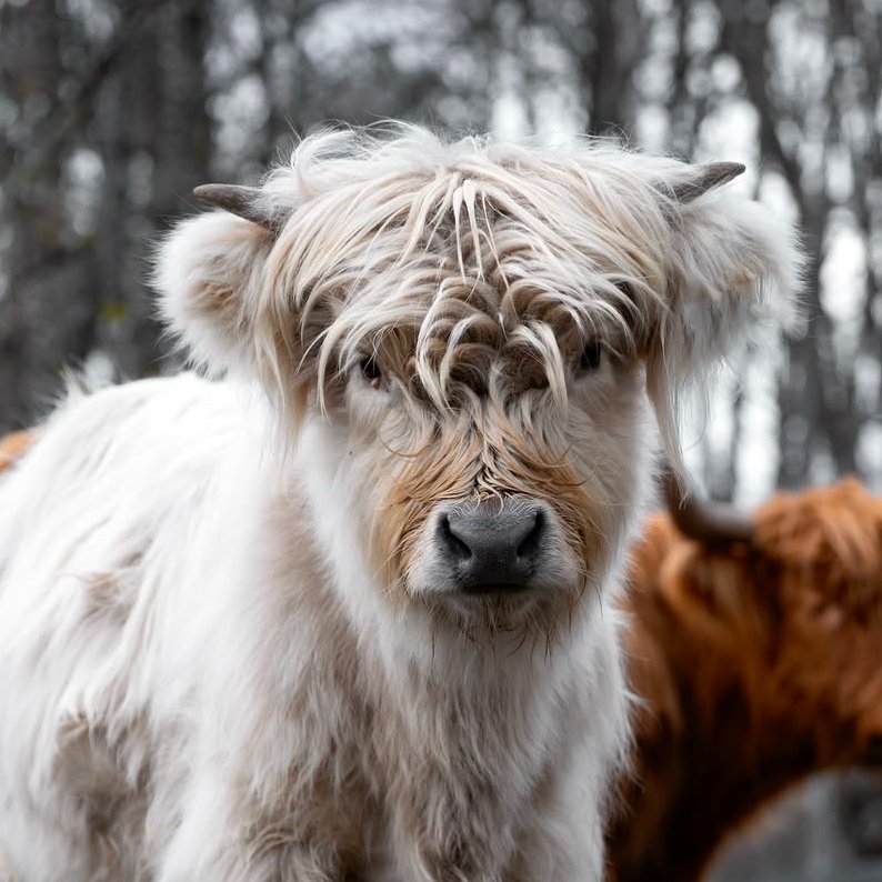 CowoftheDay1's tweet photo. 📅 6th December 2024
🏷️ Instagram/markian.b
💕 #animaloftheday https://t.co/qQrPCKWe2l