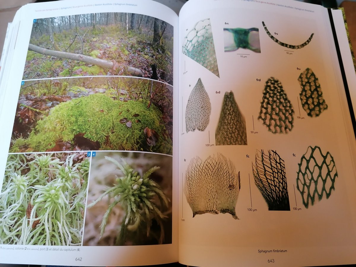 Spicher Fabien (@f_spicher) on Twitter photo What a beautiful day! The second vol. of French flora of bryophytes! When I found it I was like a child! Even my children, 6 & 3, told me "ouah qu'elles sont belles ces mousses" A reference for the western Europe for sure. Bryo is wonderful... Thanks authors and <a href="/leclub_biotope/">Le Club Biotope</a> What a beautiful day! The second vol. of French flora of bryophytes! When I found it I was like a child! Even my children, 6 & 3, told me "ouah qu'elles sont belles ces mousses" A reference for the western Europe for sure. Bryo is wonderful... Thanks authors and <a href="/leclub_biotope/">Le Club Biotope</a>