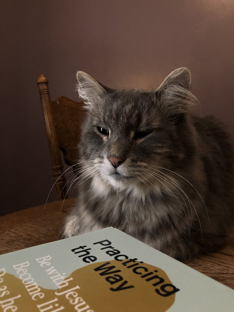 What. Am I say? Imma Jesus cat. ✝️ 🐾 WiFi