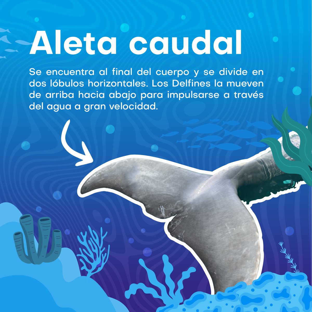 Dolphin Discovery tweet media