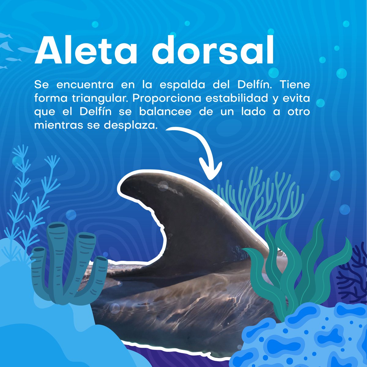 Dolphin Discovery tweet media